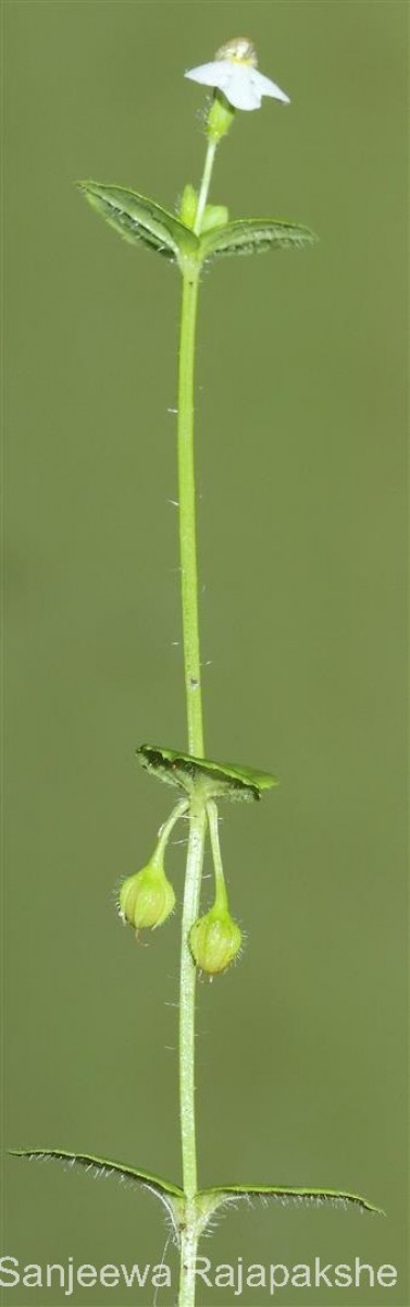 Yamazakia pusilla (Willd.) W.R.Barker, Y.S.Liang & Wannan
